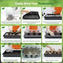 Still Air Box Mushroom Cultivation Kit Oyster Mushroom. Shipping from China