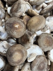 4 x 13, Mushroom Growing Bags Mycelium Seeds Substrate Bag Gas Exchange 50 Count