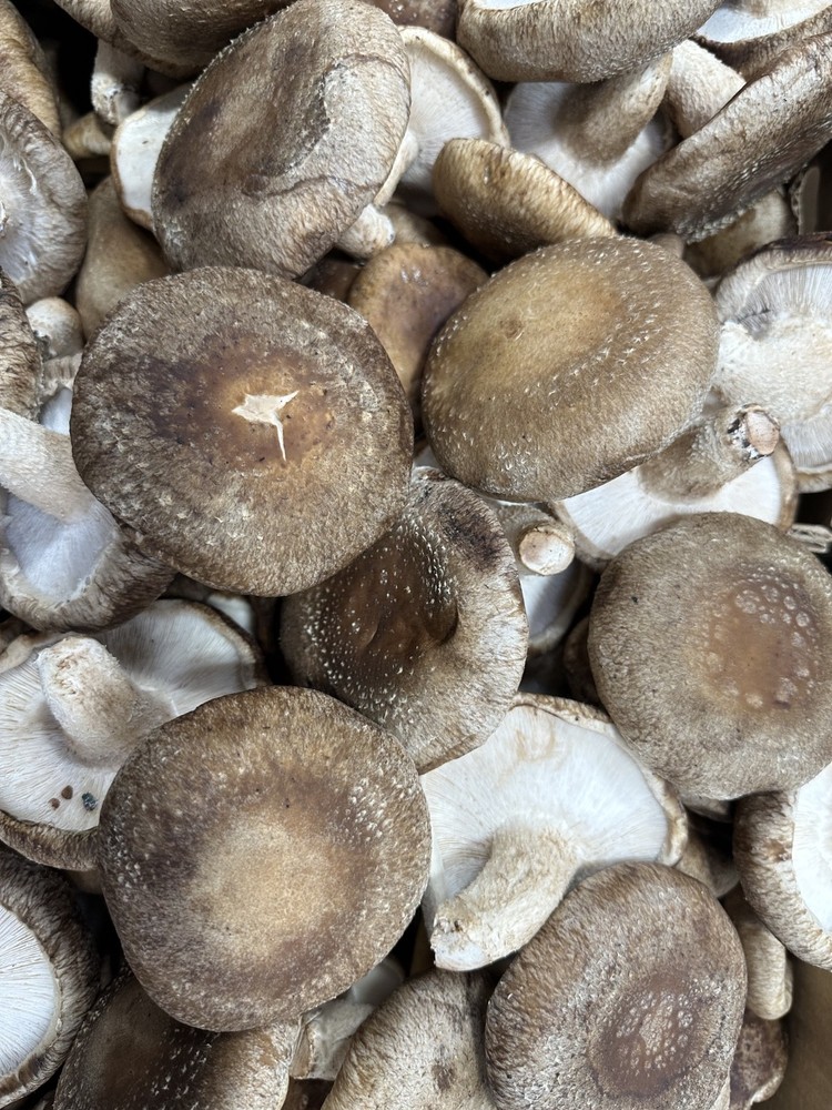 Christmas deal Mushroom Growing Bags Mycelium Seeds Substrate 100 Bags 4×13