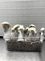 TP1200 MEDIUM sac02 microbox containers plant tissue culture, mycology (280ml)