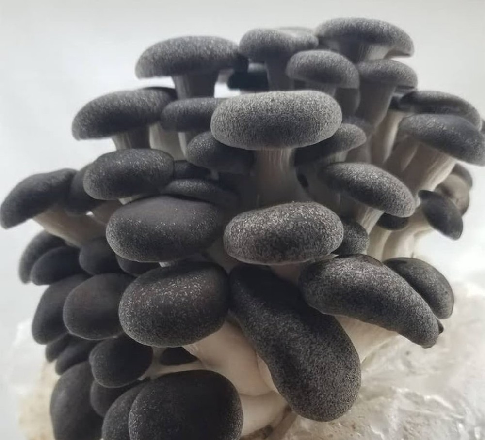 Black Pearl King Oyster 10cc Liquid Culture
