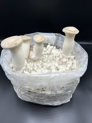 Mushroom liquid culture syringe 3-pack, mix&match over 30 strains available!