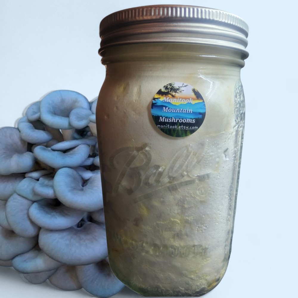 Blue Oyster Mushroom Colonized Grain Spawn, 1 Quart