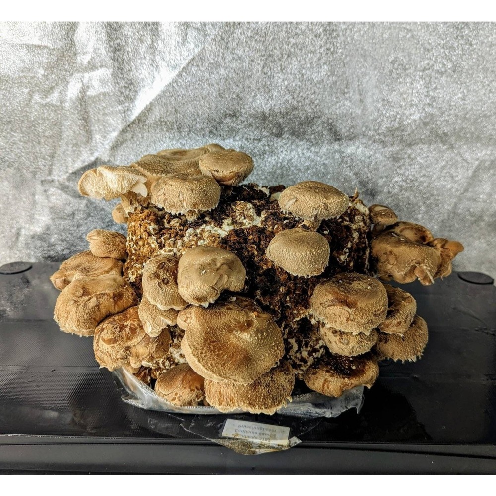 SHIITAKE LIQUID CULTURE 3782 Lentinula edodes