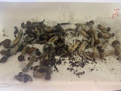 10ML Liquid Culture Syringe (Blue Oyster Mycelium).