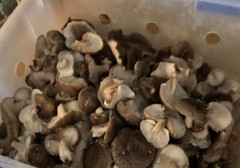 Shiitake Mushroom Plug Spawn 100x & drill bit/wax combo pack – FREE USA shipping