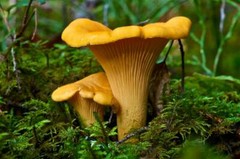 Seeds Mushroom Chanterelle Yellow Mycelium Spawn Spores Organic Ukraine