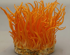 Cordyceps Liquid Culture – 12cc Syringe – 10 Pack – Chefs Mushrooms