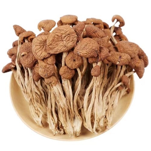 Tea Tree Mushroom (dried) Agrocybe aegerita 1 LB