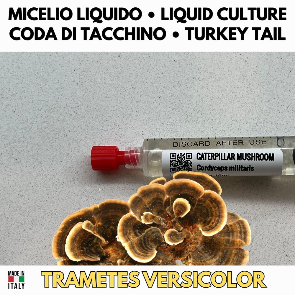 Turkey Tail Liquid Culture – Trametes versicolor – Mycelium Medicinal Mushroom