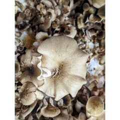 Tiger Sawgill Mushroom Liquid Culture Lentinus tigrinus