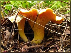 Seeds Yellow Chanterelle Mushrooms Mycelium Spawn Dried Spores for