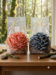 5lb All in One Mushroom Grow Bag Masters Mix – Gourmet Mushroom Substrate