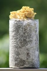 Root Mushroom Farm—Golden Oyster Mushroom Grow Kit