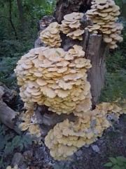 mushrooms