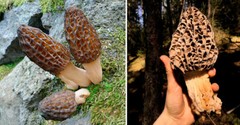 Seeds Mushroom Morel Conical Mycelium Spawn Grow Kit Dried Spores Organic