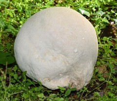 Seeds Mushroom Puffball Dozdevik Giant Mycelium Spawn Spores Organic