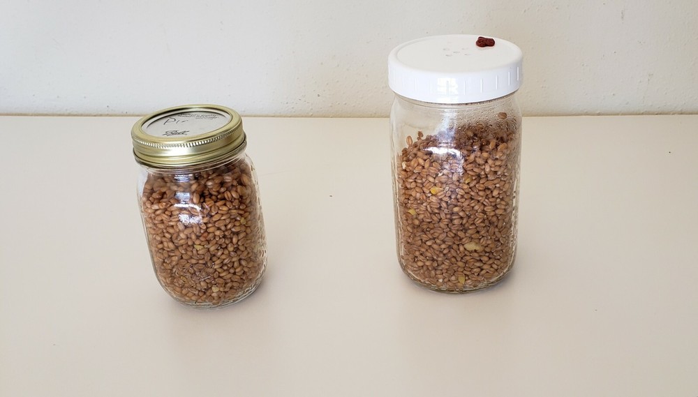 1 lb Sterilized Mushroom Grain Spawn Self Healing Jars