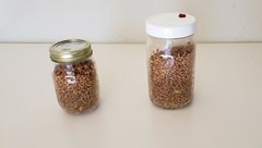 1 lb Sterilized Mushroom Grain Spawn Self Healing Jars