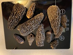 Dried Morel Mushrooms, Excellent condition, BC Harvested 145/LB CAD