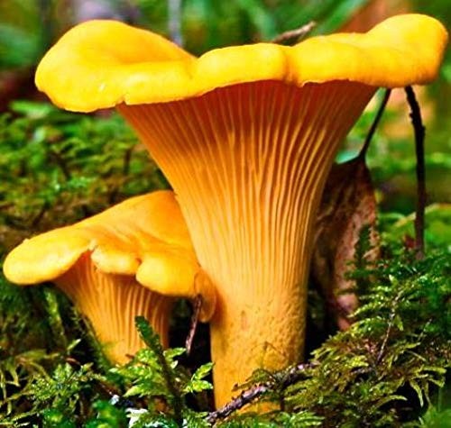 Seeds Yellow Chanterelle Mushrooms Mycelium Spawn Dried Spores for