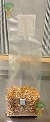 12 x one pound sterilized rye grain bags with injection ports mushroom substrate