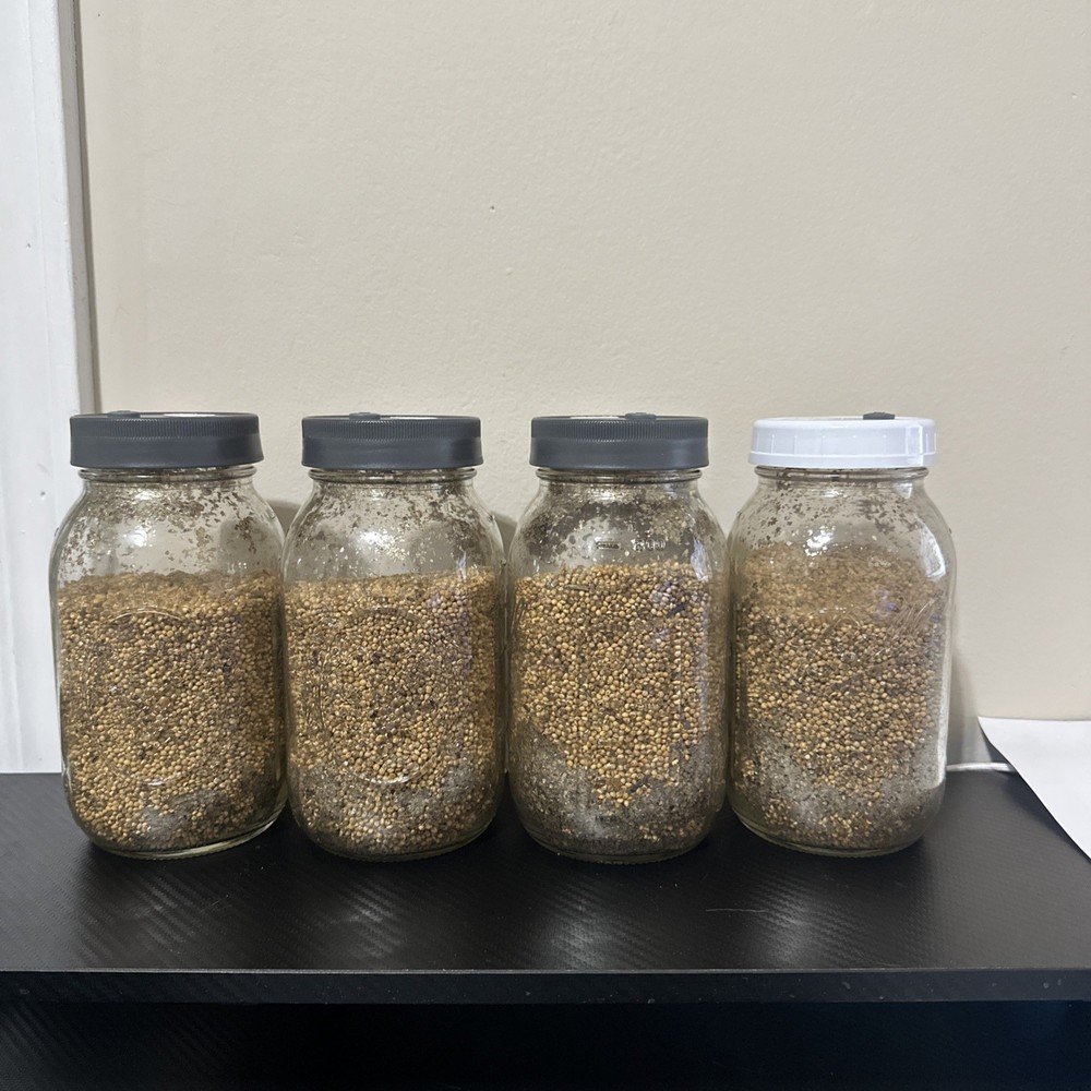 1lbs White Millet Mushroom Grain Jar with Filter Lid and Injection Port 4 Pack