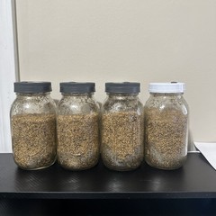 1lbs White Millet Mushroom Grain Jar with Filter Lid and Injection Port 4 Pack