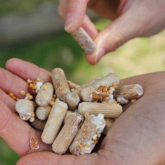 Log Starter Kit for Growing Organic Shiitake Mushrooms – 100 Plug Spawn Included
