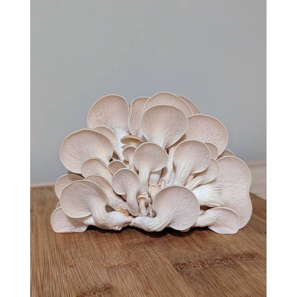 White Oyster Mushroom Liquid Culture Pleurotus ostreatus