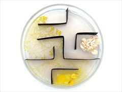 2x Physarum Polycephalum, Slime Mold, Blob, Slime Mushroom, High Quality