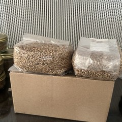 2 lb Sterile Rye Spawn Bag W Injection Port-mushroom Substrate