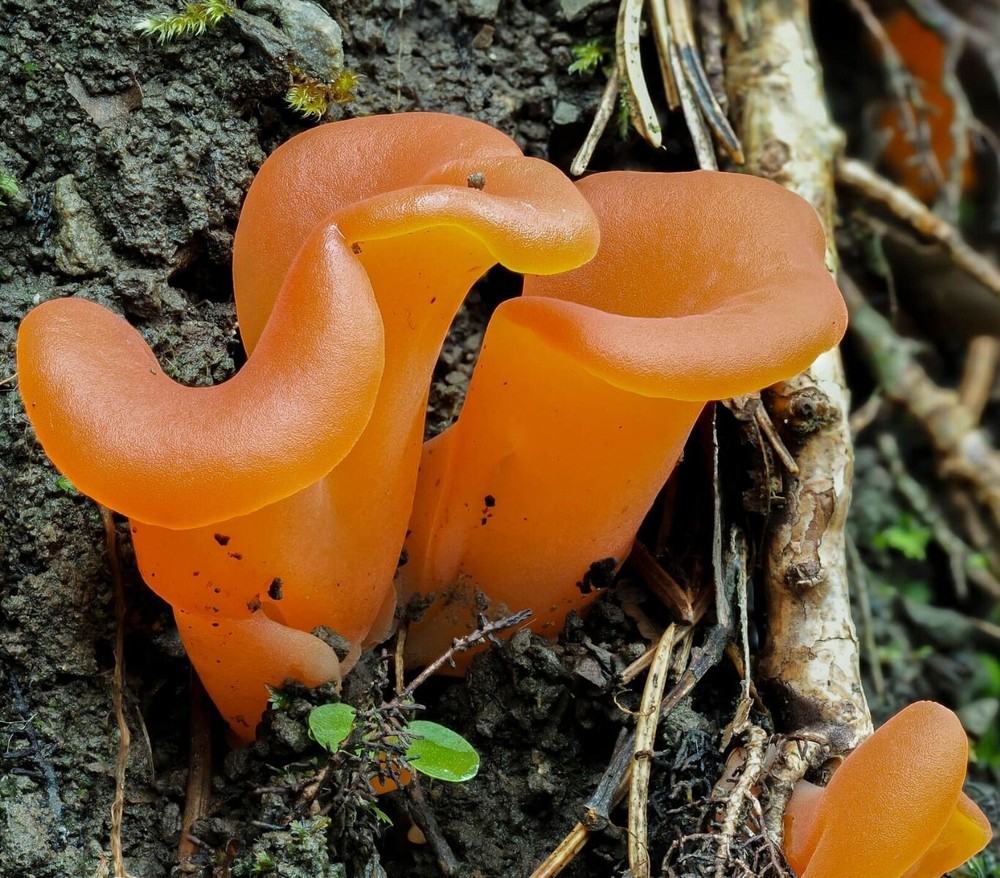 Apricot Jelly Mushroom (Guepinia helvelloides) Liquid Culture