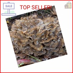 100 Hen of The Woods Mushroom Plug Spawn to Grow Gourmet Medicinal Mushrooms at