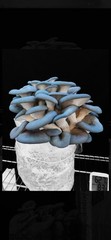 Blue Oyster Mushroom Colonized Grain Spawn, 1 Quart
