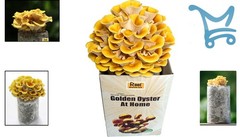 Golden Oyster Mushroom Grow Kit Organic Indoor Drought Tolerant Round