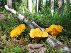 Seeds Yellow Chanterelle Mushrooms Mycelium Spawn Dried Spores for