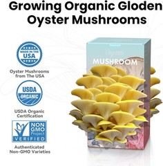 Organic Edible 4lbs Golden Oyster Mushroom Growing Kit, Made in USA, Double-Side