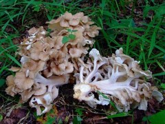 Seeds Mushroom Maitake Grifola Frondosa Mycelium Spawn Spores Organic Ukraine