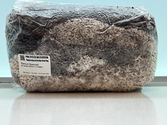 Pre-Inoculated Pink Oyster All-In-One Grow Bag 2KG+ | Visible Active Mycelium