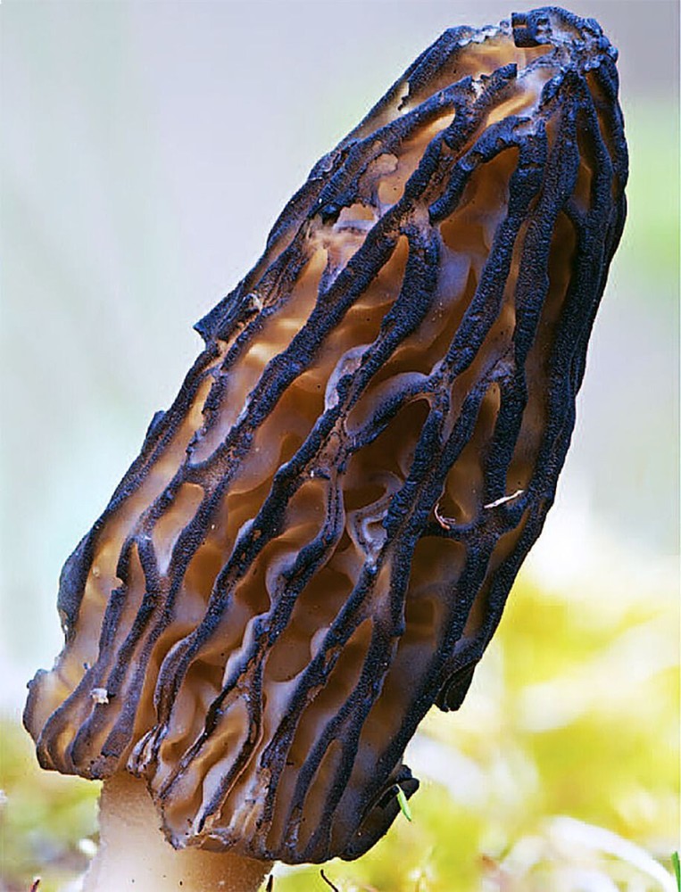 Morchella laurentiana Liquid Culture