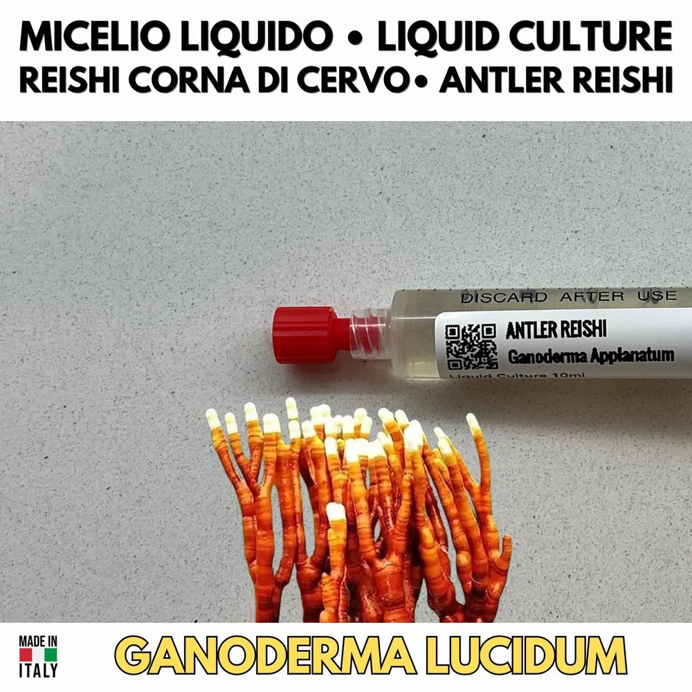 ANTLER REISHI / GANODERMA LUCIDUM Liquid Culture – Mycelium Medicinal Mushroom