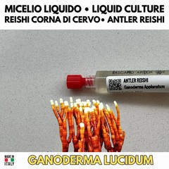 ANTLER REISHI / GANODERMA LUCIDUM Liquid Culture – Mycelium Medicinal Mushroom