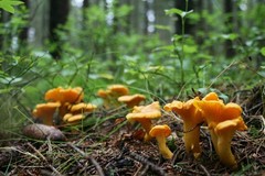 Seeds Yellow Chanterelle Mushrooms Mycelium Spawn Dried Spores for