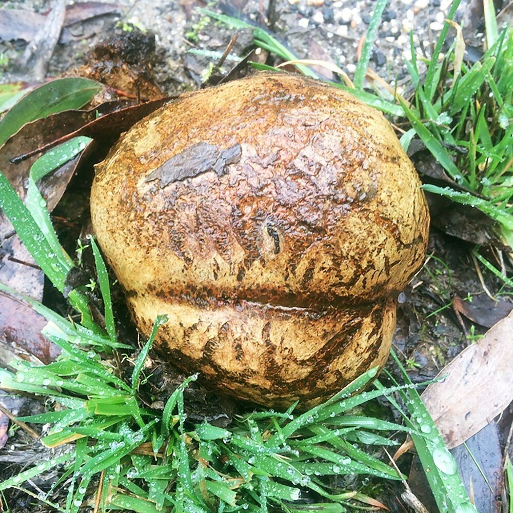 Dead Man’s Foot (Pisolithus arhizus) Liquid Culture