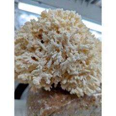 Coral Tooth Mushroom Hericium coralloides Liquid Culture