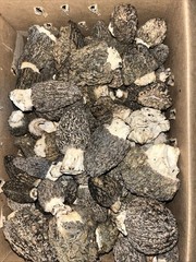 Morel Mushrooms