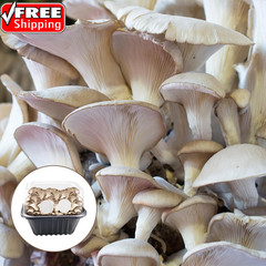 24-Pack 2.5″ Monotub Filter Disks – 2MM Thick Adhesive Patch for Mushroom Growin