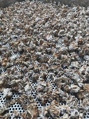 Dry split gill mushroom ,Schizophyllum commune 100 gram.per 1 vacuum bag.