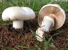 Seeds Mushroom Champignon GIANT Mycelium Spawn Dried Spores Organic Ukraine
